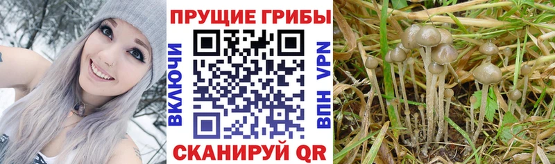 купить   ссылка на мегу ССЫЛКА  Галлюциногенные грибы Cubensis  Нерчинск 